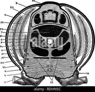 . Ein jüngeres praktische Zoologie. Zoologie. 134 DIE KREBSE 1. Die Branchial Kammern sind eine an jeder Seite des Brustkorbs gelegen, zwischen dem Körper und der branchiostegite. Die linke Kammer branchial Aussetzen durch das Abtrennen der branchiostegite dieser Seite; und das Tier auf die rechte Seite fix unter Wasser. Die Kammer ist auf der Innenseite der Brust- epimera begrenzt, und die an der äusseren Seite durch die. Abb. 26.- Astacus fluviatilis. Schematischer Querschnitt durch den Thorax. Die gepunktete Leerzeichen enthalten arteriellen Blut. Die Räume, die schattigen mit horizontalen Linien enthalten, venöses Blut. Die a Stockfoto