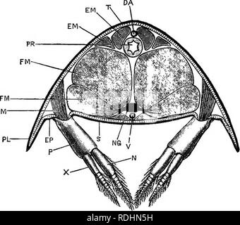 . Ein jüngeres praktische Zoologie. Zoologie. 126 DIE Krebse ein. Die tergnm ist der konvexe dorsale Platte Der exoskelett. b. Das Brustbein ist der ventralen Querstrebe zwischen den Basen der Gliedmaßen. c. Die pleura sind ein paar Platten an den Seiten nach unten projizieren. d. Die epimera sind die Portionen von gehärteten Häutchen zwischen der Pleura und die Grundlagen der Gliedmaßen. Sie sind sehr klein in diesem Segment. Abb. 25.- Astaeus flnviatilis, var. nobilis. Querschnitt durch den Bauch, (o. H. h.) DA, dorsaj abdominal Arterie. "EUL, extensor Muskeln der Bauch. EP, eplmeron. FM, flexor M Stockfoto