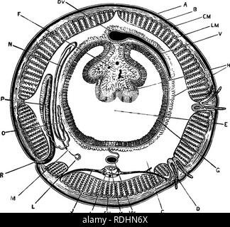 . Ein jüngeres praktische Zoologie. Zoologie. TKANSVEESE ABSCHNITTE 71 in der Nähe von ihren Basen. Viele dieser Zellen haben den Charakter der 'Becherzellen, "durch eine granulare Sekretion in ihnen gebildet gebläht; andere Zellen zwischen diesen Lügen sind extrem schlank. In der chteUum die Epidermis ist stark verdickt, und Blut - Schiffe, die zwischen den Zellen eindringen. Fia. 18.- Lnmbricns terrestris. Eine schematische Querschnitt durch die Mitte des Körpers. Auf der linken Seite der Abbildung a nephridinm dargestellt, und auf der rechten Seite die setse. Die Septa sind nicht gezeigt, und nur Teile der Giroguthaben Stockfoto