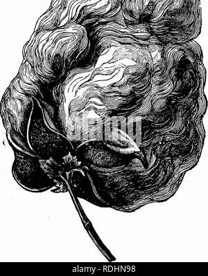 . Umrisse des pflanzlichen Lebens: mit besonderem Bezug auf Form und Funktion. Botanik. Verteilung DER SPOREN UND SAMEN. 283. Abb. 246.- eine Frucht des Barbadoes Baumwolle, offen, wodurch der voluminöse Haare (handelsgesetzbuchs Baumwolle), in denen die Samen zu kleiden. Natürliche Größe. - nach Kemer. Bitte beachten Sie, dass diese Bilder sind von der gescannten Seite Bilder, die digital für die Lesbarkeit verbessert haben mögen - Färbung und Aussehen dieser Abbildungen können nicht perfekt dem Original ähneln. extrahiert. Barnes, Charles Reid, 1858-1910. New York: Henry Holt und Unternehmen Stockfoto