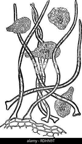 . Umrisse des pflanzlichen Lebens: mit besonderem Bezug auf Form und Funktion. Botanik. 280 Umrisse des pflanzlichen Lebens. Mally sphärischen durch den Anteil der Filialen. Solche Anlagen sind als ''Tumble weeds bekannt.'' einzeln oder in großen Paketen, die Sie über Plains und Prärien für lange Strecken gerollt werden aggregiert, schüttelten ihre Samen, wie Sie gehen, oder ihre Früchte öffnen, wenn angefeuchtet wurde. Eine weitere Anpassung für die Verteilung durch den Wind ist die geringe Größe der einige Samen. Die einiger Orchideen sind so klein, dass es 500.000 zu wiegen ich Gramm. Wie minute Samen sind lange Strecken durch die Win durchgebrannt Stockfoto