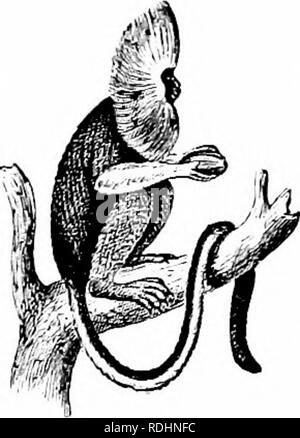 . Natürliche Geschichte der Tiere;. Zoologie. 26 Wirbeltiere: ALV. MMALS. namens Hund - vorangegangen Monkej's und Mandrills, haben eine veiy lange Schnauze, wie ein Hund, wie in Abb. 1 gezeigt. 36. Sie sind comnnon in Afrika; einige von ihnen sind sehr groß und Wild; aussehen, sie sind die Hässlichsten aller Menschenaffen. Die Spider Monkey. Bitte beachten Sie, dass diese Bilder sind von der gescannten Seite Bilder, die digital für die Lesbarkeit verbessert haben mögen - Färbung und Aussehen dieser Abbildungen können nicht perfekt dem Original ähneln. extrahiert. Tenney, Sanborn, 1827-1877; Tenney, Abby Amy Gove, 1836 - Stockfoto