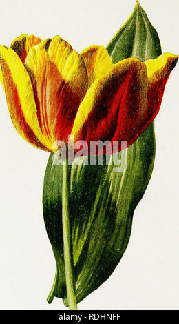 . Vertraute Garten Blumen. Blumen, Pflanzen, Zierpflanzen ; Blumenkultur. Frühe Tulpe.. Bitte beachten Sie, dass diese Bilder sind von der gescannten Seite Bilder, die digital für die Lesbarkeit verbessert haben mögen - Färbung und Aussehen dieser Abbildungen können nicht perfekt dem Original ähneln. extrahiert. Hibberd, Shirley, 1825-1890; Hulme, F. Edward (Frederick Edward), 1841-1909. London: Cassell Stockfoto