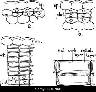 . Elemente der Pflanzenbiologie. Pflanzenphysiologie. 338 DIE WOODY Stammzellen (Abb. 56, a), d. h. unmittelbar unter der Epidermis, manchmal von der Epidermis selbst, gelegentlich in einer tieferen Schicht der Hirnrinde, und ziemlich oft in der pericycle. In den Wurzeln der phellogen, ist fast immer in der pericycle gebildet. Jede phellogen Zelle entsteht als Ergebnis von zwei schnell folgenden Divisionen der lebenden Gewebe Zelle, in der sie gegründet wurde, die zwei neuen parallelen Wänden wird tangential. Cork CTT) Abb. 56. Cork - Bildung: a, b,. Anfang phellogen in der äußeren Schicht der Kortex; Ep., Epidermis; Phe Stockfoto