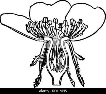 . Umrisse des pflanzlichen Lebens: mit besonderem Bezug auf Form und Funktion. Botanik. VEGETATIVE VERMEHRUNG. 209 Cross-pollination.* zu sichern, Bestäubung, und vor allem die Fremdbestäubung, die Agentur von Wind, Wasser oder Insekten eingesetzt. Zu den Besonderheiten der einzelnen Agenten, Blumen passen sich im Charakter von Pollen, Farbe, Nektar, Geruch, und die Form der Teile, der Zeit der deveolpment von Staubblättern und Stigmatisierung, etc. Für ein Konto dieser Siehe ^^f 383-394. 296. Die Torus. - In der Nähe der Blume verlässt die Internodien der Stammzellen werden selten entwickelt, so dass die Knoten, von dem aus die Blume Stockfoto