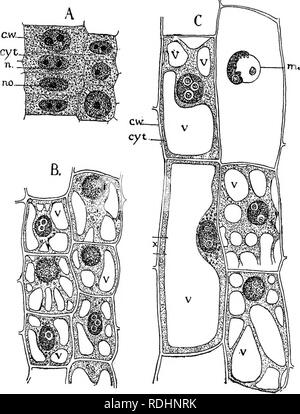 . Elemente der Pflanzenbiologie. Pflanzenphysiologie. Wohn PARENCHYM 271 Chloroplasten geworden. Ausgewachsene lebende Zellen, wie immer, in der einen oder anderen Weise von diesem typischen Aufbau unterscheiden.. Abb. 42. - Entwicklung von Erwachsenen liying Zellen (Parenchym) aus embryonalen Zellen. Eine embryonale (m^eristematic) Zellen. B, Anfang vakuolisierung. C, voll Zellen gewachsen (hier viel länglich) mit charakteristischen großen zentralen Vakuole; c. w., Zellwand; cyt., zytoplasma; n, Nucleus; Nr., nukleolus; v, vakuole.. Bitte beachten Sie, dass diese Bilder aus gescannten Seite Bilder, die digital verbessert worden sein können extrahiert werden Stockfoto