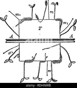 . Umrisse des pflanzlichen Lebens: mit besonderem Bezug auf Form und Funktion. Botanik. Die BEWEGUNGEN VON PFLANZEN. 173 Gewicht der betroffenen Teile. Solche Effekte sind in der nach unten biegen von einige Pflanzen mit schlanken Zweigen oder die Krümmung der Blume oder Frucht Stängel durch das Gewicht der Teile zu sehen. Wahre geotropic Krümmungen werden über die Beschleunigung des Wachstums der reizbaren Zellen gebracht, und die erzeugten Krümmungen können sogar im Widerspruch zu den Verwal- der Kraft. Wenn die Sämlinge in Kartons auf die Felge eines Rades langsam drehende in einer vertikalen Ebene angebaut werden, so dass Sie e sind Stockfoto