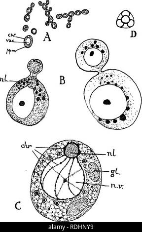 . Elemente der Pflanzenbiologie. Pflanzenphysiologie. Struktur der Hefe Pflanze 129 verschiedene Substanzen, die in den umgebenden Zytoplasma (Bild angezeigt. 14, C). Bedingungen des Lebens.- "Wilden" Hefen sind in gefunden. Abb. 14.-^ Hefe (Saccharomyces). A, Hefezellen angehende und bilden Ketten, x200. c. w., Zellwand; ppm., protoplasma; Vac, vakuole. B, zwei Zellen bilden Knospen. Das schwarze Granulat volutin, eine komplexe organische Substanz, die von der Hefe Zelle gebildet. C, Diagramm der Struktur einer Hefezelle bis von Informa-tionen über seine Struktur aus Behandlung und Färbung der Zelle Witz erhalten Stockfoto