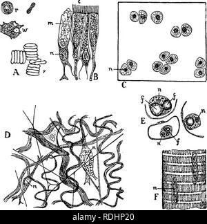 . Elemente der Pflanzenbiologie. Pflanzenphysiologie. Spezialisierung von Zellen 95 Zwecke der Verdauung der Nahrung des gesamten Organismus. Einige der Stopfbuchse Zellen der Atemwege sind ciliated und andere produzieren Schleim (Abb. 5, B). Abb. 5.- Zellen aus difierent Gewebe eines höheren Wirbeltieren Tier. A, Blutkörperchen; r, rote Blutkörperchen - das sind keine Zellen komplett und haben keine Kerne; w, weiß Korpuskel, deren Struktur und Bewegungen sind sehr ähnlich zu denen von amceba. B, Zellen der Ciliated glandulären Epithels Futter der Trachea (Luftröhre, Lunge); n, Nucleus; m, Schleim aus ausgeschlossen zu werden Stockfoto