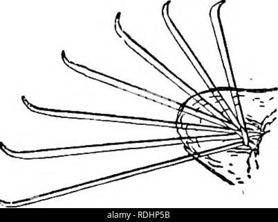 . Die Abende im Mikroskop: oder, Forschungen unter den minuter Organe und Formen des tierischen Lebens. Zoologie; Mikroskopie; Mikroskope. Fuß der NKB. 262 Abende am Mikroskop. mitten in der Arbeit eine Reihe von Borsten (SETA), in einer strahlenden Bleistift angeordnet, so etwas wie die Haare auf dem Pinsel. In diesem durchsichtig und farblos wenig Nais aus frischem Wasser, Sie können ihre Form sehen und Anord- nung; in Komplexität sie stellen eine Vorauszahlung auf die Erde - Wurm, für Hier gibt es sieben oder acht Borsten in jedem Bleistift, die in der gleichen Ebene ausstrahlen, und sind in der Länge; t Stockfoto