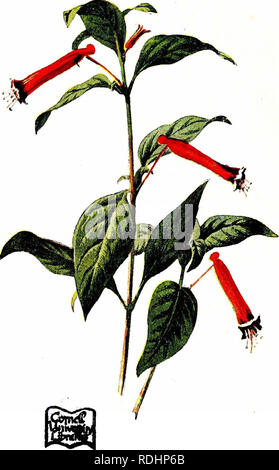 . Vertraute Garten Blumen. Blumen, Pflanzen, Zierpflanzen ; Blumenkultur. CUPHEA.. Bitte beachten Sie, dass diese Bilder sind von der gescannten Seite Bilder, die digital für die Lesbarkeit verbessert haben mögen - Färbung und Aussehen dieser Abbildungen können nicht perfekt dem Original ähneln. extrahiert. Hibberd, Shirley, 1825-1890; Hulme, F. Edward (Frederick Edward), 1841-1909. London: Cassell Stockfoto