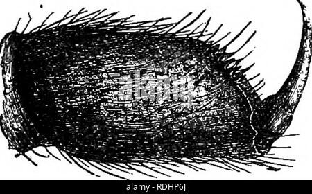 . Die Abende im Mikroskop: oder, Forschungen unter den minuter Organe und Formen des tierischen Lebens. Zoologie; Mikroskopie; Mikroskope. 206 Abende an der MICEOSCOPE. Gemeinsame sind durchdrungen von einem schlanken membranöse Rohr, das Gift, und endet bei der Freibewegliche der Ehemaligen, während am anderen Ende es Kommunika- nicates mit einer verlängerten Oval sac, wo das Gift abgesondert wird. Das, natürlich, wir wollen hier nicht sehen, denn es ist nicht mit der exuviae ersetzt, aber in das Innere des Körpers beibehalten, aber im Leben ist es ein sac, die bis in die Cephalo - Thorax, - wie der Teil des Körpers Stockfoto