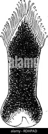 . Die Abende im Mikroskop: oder, Forschungen unter den minuter Organe und Formen des tierischen Lebens. Zoologie; Mikroskopie; Mikroskope. INSECXS: Flügel und ihre ANHÄNGSEL. 81 der gesamten Skala ist ein battledore. Die Rippen sind eher wenige und grob, und Sie haben die Besonderheit, dass jeder Rippe in Abständen in abgerundeten Auffüllgröße, von denen jedes über eine Minute schwarzen Punkt in der Mitte schwillt an. In einigen Dieser battledore Skalen gibt es, in der Nähe der untere Teil der Expansion, ein Halbmond von Minute Pigment - Körner. Der silbergraue Oberfläche der vorderen Kotflügel eines gemeinsamen Motte, wie die Buff-ti bekannt Stockfoto