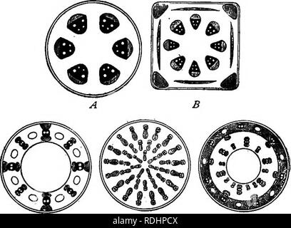 . Umrisse des pflanzlichen Lebens: mit besonderem Bezug auf Form und Funktion. Botanik. 122 Umrisse des pflanzlichen Lebens. von dünnwandigen Zellen kann durch die Vereinigten Spannung der Netzkomponente Zellen, stretch Gewebe, die nicht selbst prall. Dieser Stämme in der jüngeren Regionen, insbesondere, spielen eine wichtige Rolle bei der Aufrechterhaltung der Form dieser Teile. Aber die Spannungen, die in der älteren Teile sind in der Regel aufgrund der ungleichen Wachstum von verschiedenen Geweben. (Siehe ^ 218.) 158. Mechanische Steifigkeit. - Die Steifigkeit der Zelle - Wand selbst müssen von der alle größeren Anlagen gebaut werden. Bestimmte Gewebe sind speciali Stockfoto