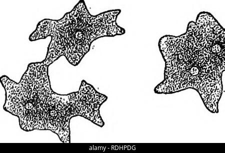 . Umrisse des pflanzlichen Lebens: mit besonderem Bezug auf Form und Funktion. Botanik. Ich 20 Umrisse des pflanzlichen Lebens. in aktive Bewegung, oder wenn Sie einen großen Teil des Körpers für Kriechen (Abb.). Die Verlängerung solcher Organe, ob schlank oder dick, direkt durch starke physische Kräfte an der Oberfläche, die neigen dazu, den Körper in eine Sphäre zu handeln, wie Sie ein Tropfen Flüssigkeit. tun. Bitte beachten Sie, dass diese Bilder extrahiert werden aus der gescannten Seite Bilder, die digital haben für die Lesbarkeit verbessert - Färbung und Aussehen dieser Abbildungen können nicht perfekt aussehen Stockfoto
