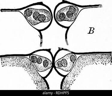 . Umrisse des pflanzlichen Lebens: mit besonderem Bezug auf Form und Funktion. Botanik. Abb. 105.-^, perspektivische Ansicht eines Stoma aus der unter der Epidermis der Zuckerrübe Blatt mit den schrägen Seiten der Schlitz, der Crescentic guard Zellen mit Chloroplasten. B, Abschnitte tlirough Stomata der Zuckerrüben im rechten Winkel zu ihrer Länge. Die obere Abbildung zeigt das stoma geöffnet; die untere geschlossen. Die schwarze Linie stellt die primären Wand, auf die zusätzliche Material, vor allem in der guard Zellen, hinzugefügt wurde. Diese verdickungen dienen durch ihre Elastizität das stoma zu schließen. Öffnung ist aufgrund der Schutzabdeckung turgor Stockfoto