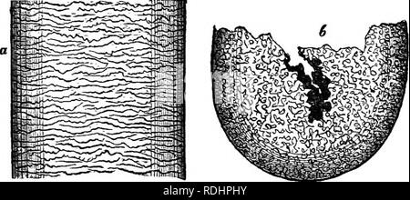 . Die Abende im Mikroskop: oder, Forschungen unter den minuter Organe und Formen des tierischen Lebens. Zoologie; Mikroskopie; Mikroskope. Haare, Federn und Schuppen. 5 (2) eine faserige Substanz, die von der Lampe an der Stelle, an der der Haare. Durch Einweichen das Haar in heißer Schwefelsäure, das faserige Stoff selbst in eine immense Anzahl von sehr langen Zellen löst, wies an jedem Ende, und durch gegenseitige Druck in verschiedenen kantigen Formen gepresst. "Ein menschliches Haar, der ein Zehntel einer Zeile in Dicke, * hat abont 250 Fibrillen in seiner blossen Durchmesser und etwa 50.000 in seinem ganzen Kaliber:, so dass diese Stockfoto