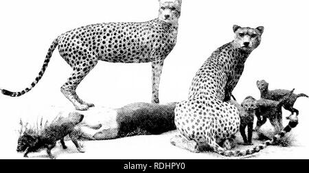 . Elemente der Zoologie, der Feld- und Laborstudie der Tiere zu begleiten. Zoologie. 446 Zoologie die Spitzmäuse, die Maus - hke, hve hauptsächlich an der Oberfläche und in tlie ein ^' Oods, und ernähren sich von Insekten und Kleinkrebse. Das Fleisch-Esser (Carnivora') enthalten sowohl Land- und Meeresressourcen formen. Zu der ersten Gruppe (Abb. 403) gehören die Katzen (einschließlich Tiger, Löwen, Leoparden, Ijaix, etc.); die Civet - Katzen, Mongoose, etc.; der Hyänen: die Hunde (einschließlich Schakale, Wölfe und Füchse); die Bären, Waschbären, und die großen Fell - Träger, -. '^s^M^' Bild. 40.3. - Die Geparden, oder die Jagd leopard. Felis jiiha Stockfoto