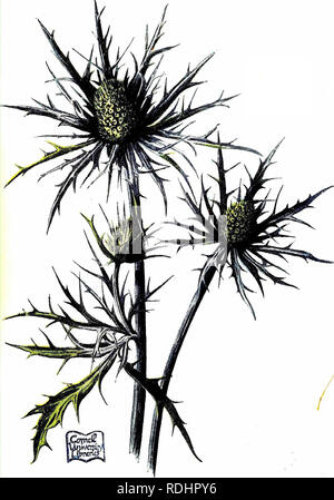 . Vertraute Garten Blumen. Blumen, Pflanzen, Zierpflanzen ; Blumenkultur. AMETHYST ERYNGO.. Bitte beachten Sie, dass diese Bilder sind von der gescannten Seite Bilder, die digital für die Lesbarkeit verbessert haben mögen - Färbung und Aussehen dieser Abbildungen können nicht perfekt dem Original ähneln. extrahiert. Hibberd, Shirley, 1825-1890; Hulme, F. Edward (Frederick Edward), 1841-1909. London: Cassell Stockfoto