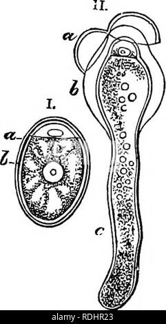 . Elementare Botanik: theoretische und praktische. Ein text-Buch in erster Linie für Studierende der naturwissenschaftlichen Unterricht mit der Wissenschaft und Kunst Abteilung des Ausschusses des Rates für Bildung verbunden. Botanik. Der FertiHsation Gymnosperms 129 Es gibt mehrere Zellen, die sich vergrößern und Form sekundäre embryo-sacs oder corpuscula. Diese aufgeteilt in zwei Zellen, der obere oder der Hals Zelle in mehrere, die eine U-Form zu brechen. Bitte beachten Sie, dass diese Bilder aus gescannten Seite Bilder, die digital für die Lesbarkeit verbessert haben mögen - Färbung und Aussehen dieser Abbildungen ma extrahiert werden Stockfoto