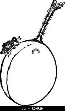 . Die Früchte und Obst Bäume von Amerika: oder, die Kultur, die Ausbreitung und die Verwaltung, im Garten und Obstgarten, von Obstbäumen im Allgemeinen, mit Beschreibungen aller feinsten Sorten von Obst, einheimischen und ausländischen, in diesem Land kultiviert. Obst - Kultur; Obst. S54 DIE PFLAUME ja oft das gesamte Erntegut, fallen von den Bäumen, wenn Hälfte ot zwei Drittel gewachsen. Wenn er diese fallende Früchte untersucht, wird er wahrnehmen auf der Oberfläche jeder, nicht weit vom Stiel, eine kleine Halb-iircular Narbe. Dieser Stern ist die sichelförmige Insignien, die wenig Turk, die curculio; ein Insekt so klein, wie es vielleicht, Stockfoto