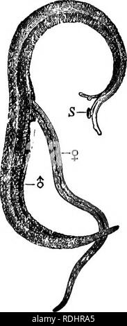 . Ein Handbuch der elementaren Zoologie. Zoologie. 208 HANDBUCH DER ELEMENTAREN?} Zoologie drei Arten von Einzelnen im Zyklus beteiligt. Das Leben - Geschichte der Leber Fluke ist durch ein Diagramm in Abb. 1 gezeigt. 126. I - 2 - qenerahon dqenerarion 3^^: aa&gt; Miracidium^ SporocysT â Rot! Ein ^^Sporocysr Cercariaâ?- Adulr Redia Abb. 126. âA Diagramm der Lebens-Geschichte des Leberegel.. Platy - helmlnthes. Der leberegel gehört zu einer Gruppe von Tieren als Platyhelminth.Es bekannt. Diese sind flach, bilateral symmetrisch Würmer, ohne Anus, Blutgefäße, oder körperhöhle im Erwachsenen, mit einer ausscheidungs Syste Stockfoto