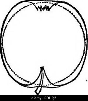 . Die Früchte und Obst Bäume von Amerika: oder, die Kultur, die Ausbreitung und die Verwaltung, im Garten und Obstgarten, von Obstbäumen im Allgemeinen, mit Beschreibungen aller feinsten Sorten von Obst, einheimischen und ausländischen, in diesem Land kultiviert. Obst - Kultur; Obst. OMIqae. Oval XUmtiated Ooriia.. Bitte beachten Sie, dass diese Bilder sind von der gescannten Seite Bilder, die digital für die Lesbarkeit verbessert haben mögen - Färbung und Aussehen dieser Abbildungen können nicht perfekt dem Original ähneln. extrahiert. Downing, A.J.(Andrew Jackson), 1815-1852; Downing, Charles. New York: J. Wile Stockfoto