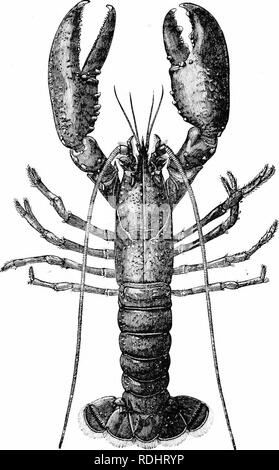 . Die Krebse: Eine Einführung in das Studium der Zoologie. Langusten. Abb. 67. - Homarus wlgai ist (J Nat.-Größe). Bitte beachten Sie, dass diese Bilder sind von der gescannten Seite Bilder, die digital für die Lesbarkeit verbessert haben mögen - Färbung und Aussehen dieser Abbildungen können nicht perfekt dem Original ähneln. extrahiert. Huxley, Thomas Henry, 1825-1895. London: Kegan Paul, Trench, Tru? bner &Amp; Co. Stockfoto