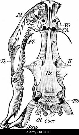 . Ein Handbuch der Zoologie. Zoologie. Iv. VERTEBRATA: REPTILIA. 521 Klasse I. Reptilia. Aufgrund der Ähnlichkeit der Form, der Reptilien und Amphibien wurden lange ungebundene. Sie bilden parallele Gruppen: urodeles und Eidechsen, Frösche und Schildkröten, cceciUans und Schlangen. Damit die Punkte der Unterscheidung muss betont werden. Die wichtigsten sind zwei: die Reptilien gehören zu den Amniota und als solche, die die embryonale Merkmale der Gruppe haben; zweitens, obwohl oft aquatischen, sind sie, in der ganzen Abwesenheit von Branchial respira-, im Charakter der Haut und Skelett, in ihrer ganzen Struktur, wie das echte Landtiere Stockfoto