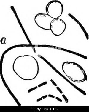 . Mikroben, Fermenten und Formen. Bakterien, Pilze; die Gärung. 146 MIOEOBES, FERMENTEN, und Schimmel. Bis 25 Tage, aber das Tier war danach sicher vor weiteren Angriffen der Krankheit. Rinder- oder ansteckenden Pest, Typhus, ist ebenfalls zugeschrieben, die mit dem Vorhandensein einer Mikrobe, mit denen wir noch unvollkommen kennen. Experimentelle septikämie an besondere Männer- berechtigt, da sie zu oft mit Anthrax verwechselt wurde und unskillfully mit der Absicht, die Impfung von Tieren in Übereinstimmung mit den Prozess von Pasteur produziert worden. Dies tritt auf, wenn zu lange ein Intervall (21. Stockfoto