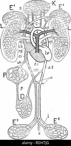 . Ein Handbuch der Zoologie. Zoologie. Iv. VERTEBRATA. 485 das Herz, tritt nur bei Vögeln und Säugetieren. Reptilien und Amphibien zeigen, wie die Modifikation durchgeführt wurde. In diesen die Trennung beginnt Im venösen System und erstreckt sich auf die Ohrmuschel, in der die Reptilien die Nasenscheidewand entsteht in der Herzkammer. In der arteriellen. Abb. 538.-Diagramm von Säugetieren Zirkulation. Herz: Ra, La, rechten und linken Öhrchen; rv, h riglit und linken Ventrikel; Ich, Kapillar System der Lunge; K, Kapillarsystem des Kopfes; E', E-, der vorderen und hinteren Extremitäten; D, o; P £ Darm, der Leber (Portal). Arterien: Ap, Stockfoto