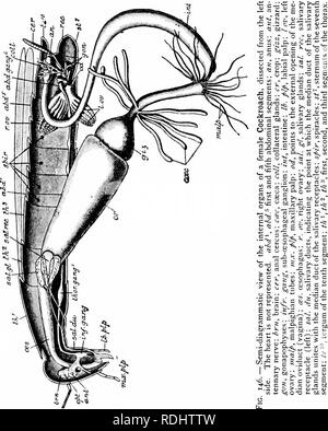 . Ein Handbuch der Zoologie. Stamm ARTHROPODA 247 der Verdauung sind auf in einem länglichen Kammer mit Glandulären Wände, den chylus Magen, der in mehrere Teile aufgeteilt werden kann. Manchmal gibt es zwischen der Ernte und chylus Magen einen muskulösen Kammer häufig mit intercalated chitinous Zähne, die gizzard (GIZ), oder proventricu -. Bitte beachten Sie, dass diese Bilder sind von der gescannten Seite Bilder, die digital für die Lesbarkeit verbessert haben mögen - Färbung und Aussehen dieser Abbildungen können nicht perfekt dem Original ähneln. extrahiert. Parker, T. Jeffery (Thomas Jeffery), 1. Stockfoto