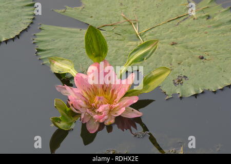Eine schöne alte rose Seerose oder Lotus Blume im Teich Stockfoto