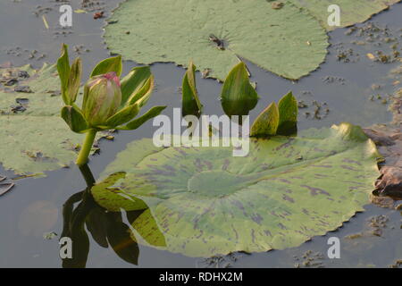 Eine schöne alte rose Seerose oder Lotus Blume im Teich Stockfoto