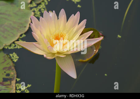 Schöne winterharte Seerose oder Lotus Blume im Teich Stockfoto