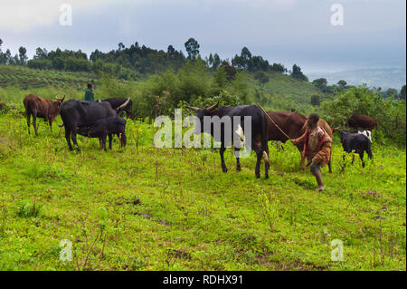 Viele Kleinbauern in die geschützten gorilola Lebensraum der Virunga National Park, Parq National des Virunga, der Demokratischen Republik Kongo. Stockfoto