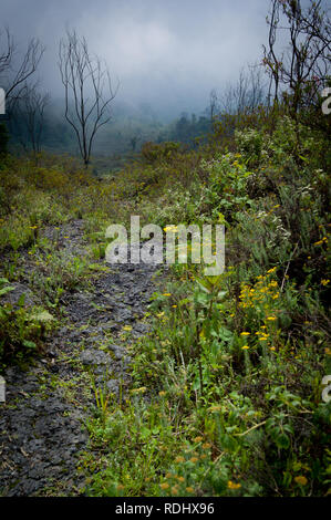 Dies ist ein Brennen Narbe von einem früheren Ausbruch des Vulkans Nyiragongo, Kibati, Virunga National Park, Parq National des Virunga, DER DEMOKRATISCHEN REPUBLIK KONGO. Stockfoto