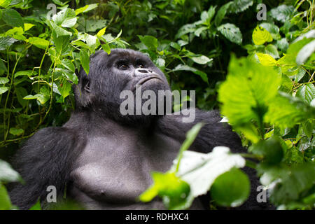 Virunga National Park, DER DEMOKRATISCHEN REPUBLIK KONGO, ist einer der wenigen Orte, die von der vom Aussterben bedrohten Berggorillas bewohnt, Gorilla beringei beringei. Stockfoto
