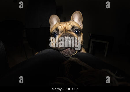 Dramatisches Bild der kleinen Mops Hund in der Nacht in einer Wohnung spielen auf dem Boden Stockfoto