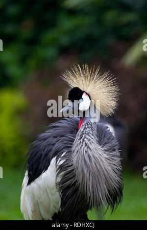 Ein Grauer Kranich, Balearica regulorum gekrönt, ist eine attraktive Einwohner in ein Hotel Garten am Ufer des Lake Kivu in Goma, Nord-Kivu, Demokratische Republik Kongo. Stockfoto