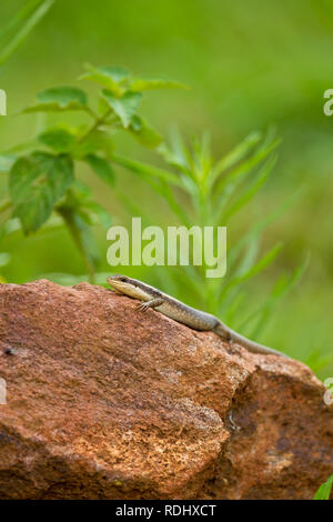 Akagera National Park, Parc National de l'Akagera, östlichen Provinz, Ruanda ist eine Wiederherstellung Conservation Area. Stockfoto