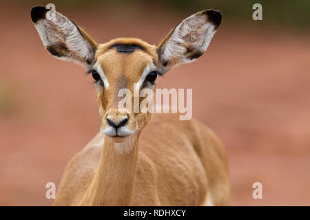 Impala, Aepyceros melampus, im Akagera National Park, Parc National de l'Akagera, östlichen Provinz, Ruanda, die eine Wiederherstellung von Conservation Area. Stockfoto