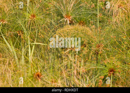 Papyrus Cyperus papyrus, wächst Dicke auf einer Insel im See Ihema, Akagera National Park, Parc National de l'Akagera, östlichen Provinz, Ruanda. Stockfoto