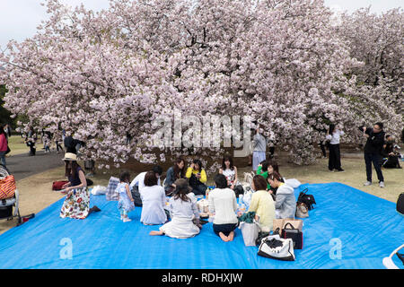 Japan, Insel Honshu, Tokio: Picknick unter Kirschbäumen in Shinjuku Gyoen National Garten Stockfoto
