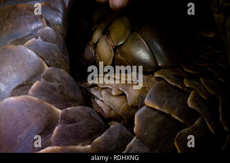 Stellen Schuppentiere" sind in der harten, keratinous Skalen wie diese temminck's Boden pangolin bedeckt, Smutsia temminckii, in der Kalahari, Südafrika. Stockfoto