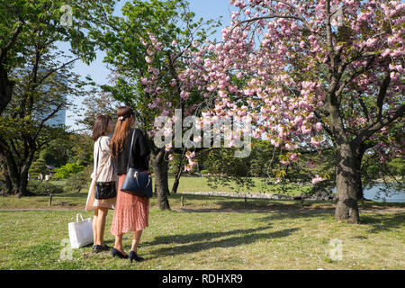 Japan, Insel Honshu, Tokio: junge Frauen an der blühenden Kirschbäume am Hamarikyu Gärten, einer der ältesten Gärten TokyoÕs, im Ortsteil Tsuk Stockfoto