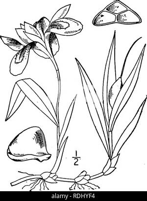 . Eine Illustrierte Flora von der nördlichen USA, Kanada und die britischen Besitzungen, von Neufundland zu den Parallelen der südlichen Grenze von Virginia, und vom Atlantik westwärts zu den 102 d Meridian. Botanik; Botanik. 12. Iris lacustris Nutt. Zwerg See - Iris. Abb. - 1339 - Iris lacustris Nutt. Genesis 1:23. 1818. Ähnlich wie bei der vorhergehenden Arten in Größe und Laub, oder die Blätter eher schmaler, manchmal wellig - Breitrandig. Blumen blau; fällt - Rohr ich nur '-i' lang, kürzer als die Hüllblätter und die manchmal gelblich-Segmente fällt einigen - was nach oben erweitert; Kapsel eiförmig, Abo Stockfoto