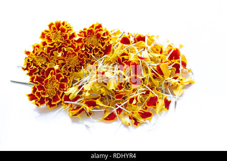 Schöne rote gelbe Ringelblume Blumen auf weißem Hintergrund. Stockfoto