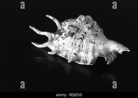 Auf dem dunklen Hintergrund der Schönen sea shell fancy Form. Schwarz/Weiß-Bild Stockfoto