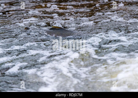 Atlantische Lachse springen rapids Brutplatz zu finden. Fische schwimmen im Fluss aufwärts zu züchten. Stockfoto